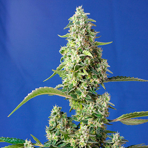 Auto Gorilla Girl Xl 25 u. Granel Profesionales Sweet Seeds