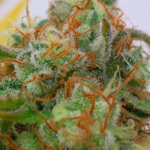 Auto Gorilla Glue #4 1 u. fem. Original Sensible