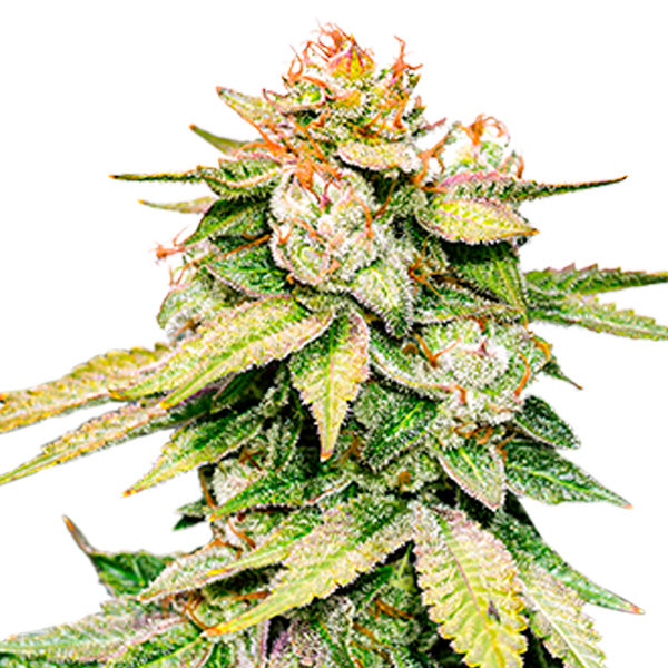 Auto Gorilla Glue fem. 25 pz. Seedstockers