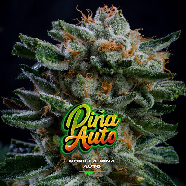 Auto Gorilla Piña XXL 7 ud. fem BSF Seeds