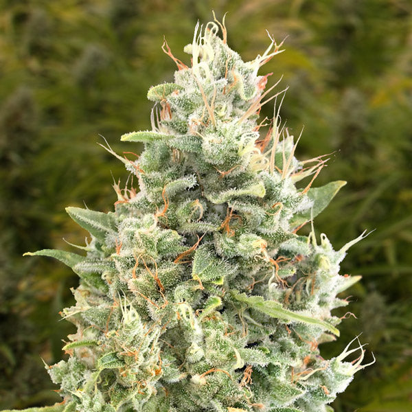 Auto Gorilla Zkittlez 3 units High Speed Buds