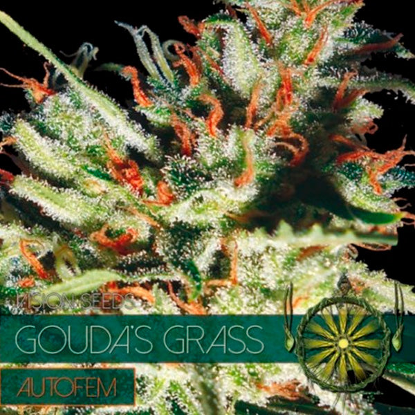 Auto Gouda's Grass 3 pc. fem. Vision Seeds