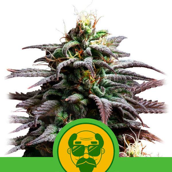 Auto Granddaddy Purple 3 u. fem. Royal Queen