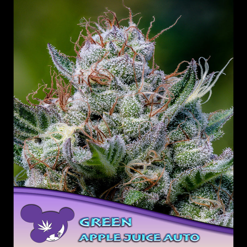 Auto Green Apple Juice 5 fem. seeds Anesia