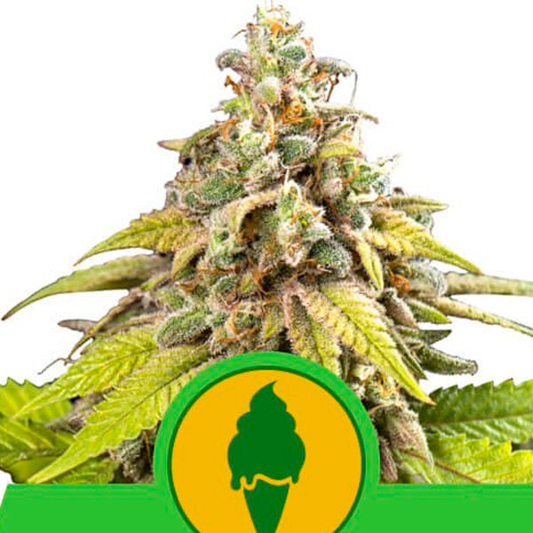 Auto Green Gelato 1 u. fem. Royal Queen
