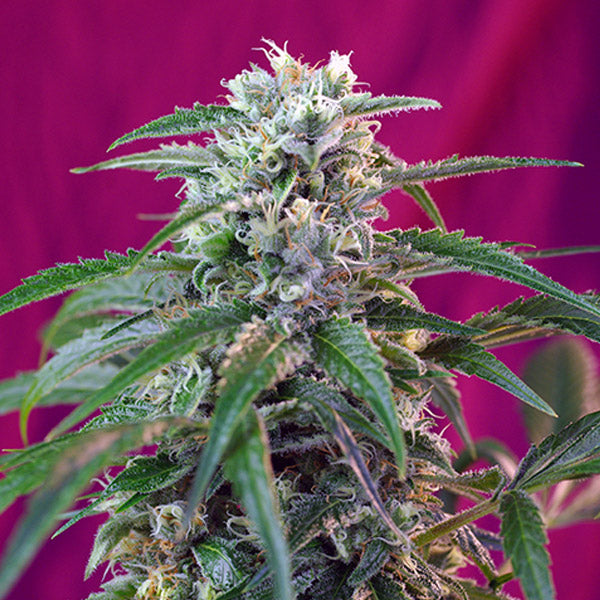Auto Green Poison 3+1 u. fem. Sweet Seeds