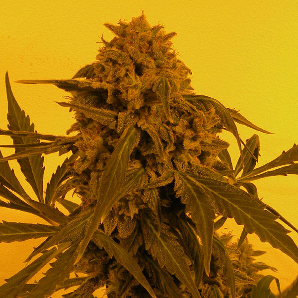 Auto Guillotine 5 u. fem French Touch Seeds
