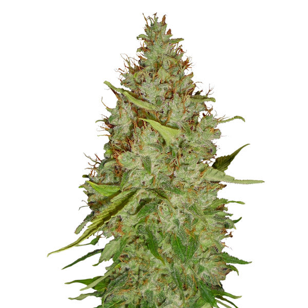 Auto Harlequin (0,3/13) 3 u. fem. CBD+ Buds