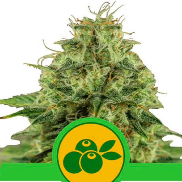Auto Haze Berry 3 u. fem. Royal Queen