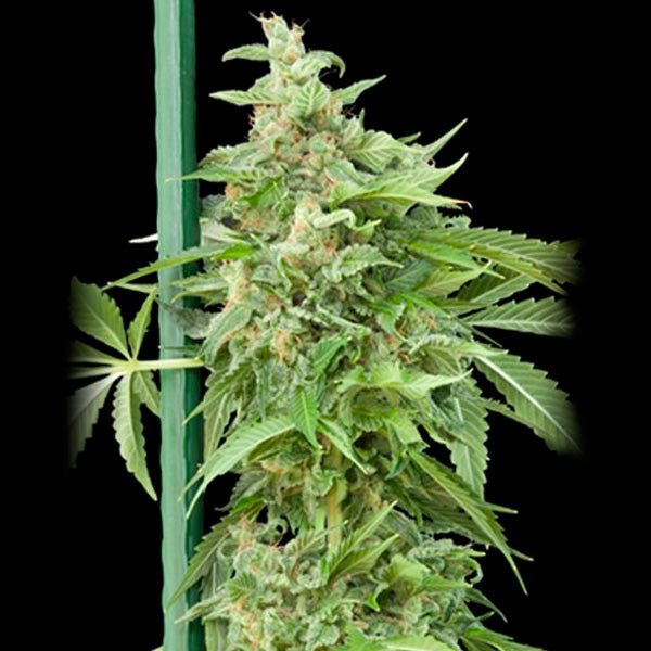 Auto Haze Gom 1 pc. fem. Grassomatic