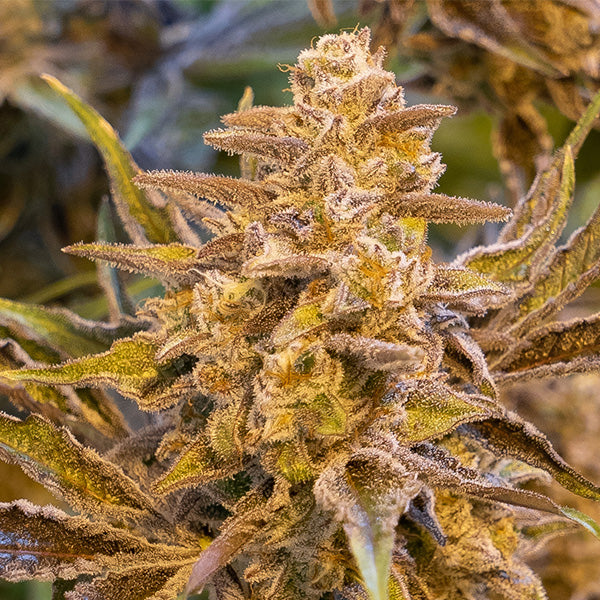 Auto High Voltage 1 pz High Speed Buds