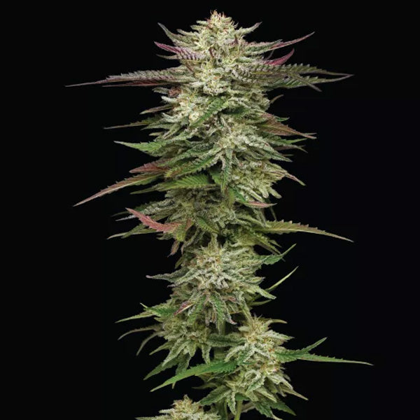 Auto Humboldtt Headband 5 u. fem Humboldt Seeds Company