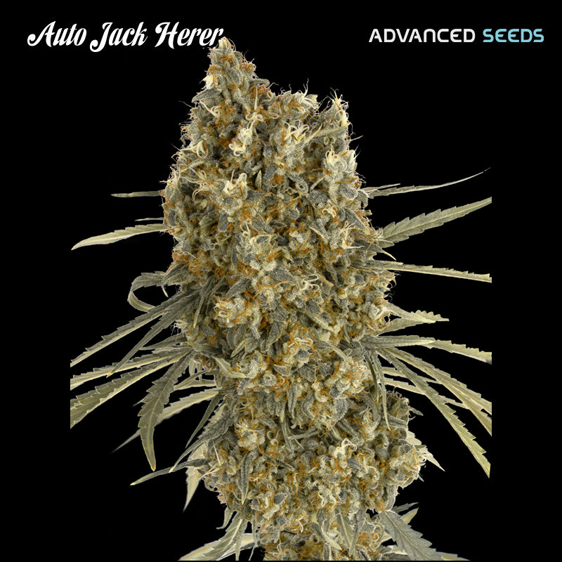 Auto Jack Herer 1 u. fem. Advanced Seeds