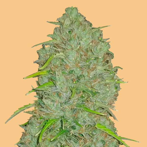 Auto Jack Herer 1 u. fem. FastBuds Seeds