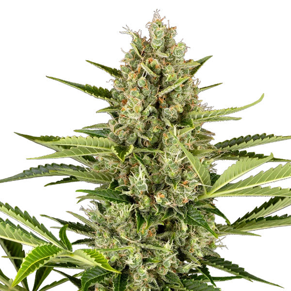 Auto Jack Herer 5 unità fem. Sensi Seeds