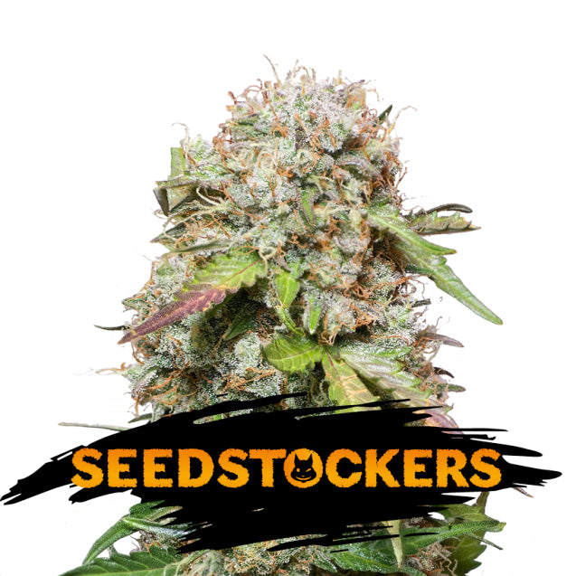 Auto Jack Herer fem. 3 u. Seedstockers
