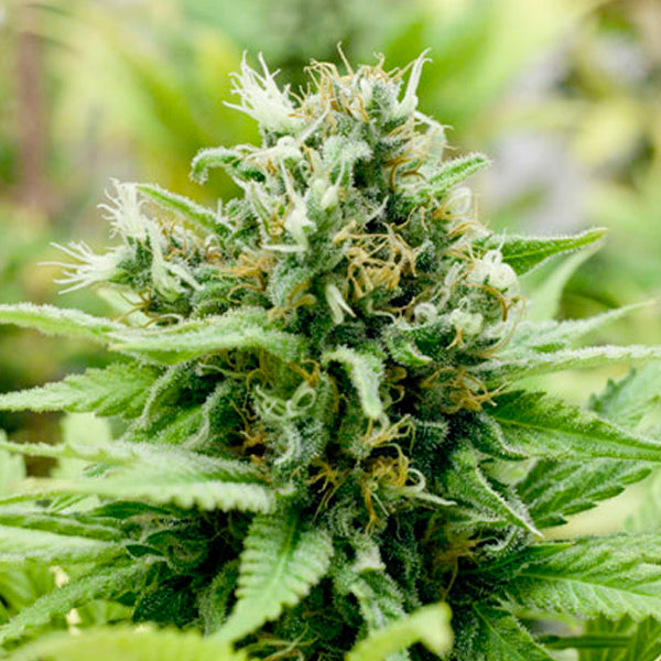 Auto Jack-Matic 3 u. fem. Black Skull Seeds