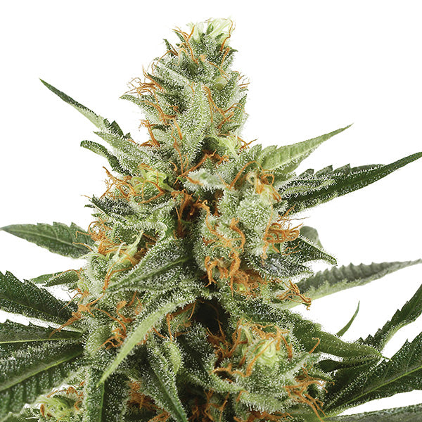 Auto Jock Horror 5 u. fem. The Sativa Seedbank