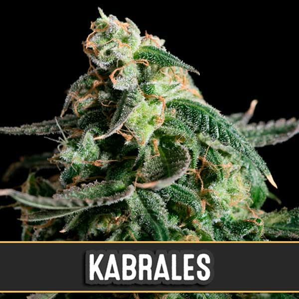 Auto Kabrales 3 ud. fem. Blimburn Seeds