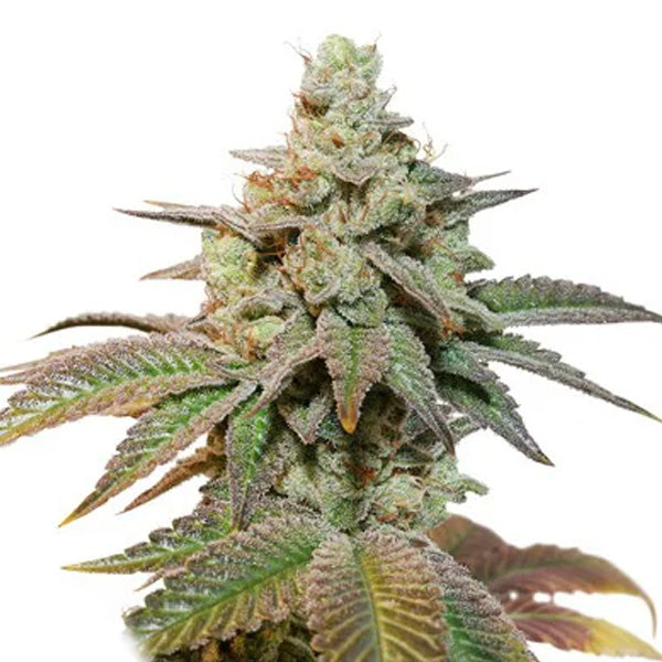 Auto Kerosene Krash 3 u. fem. Dutch Passion