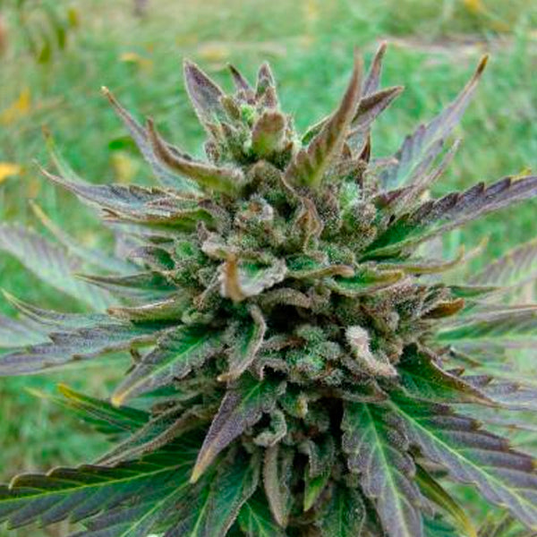 Auto Kickass 3 u. fem. Kannabia Seeds