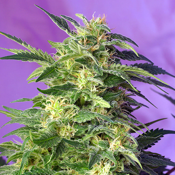 Auto Killer Kush 5+2 u. fem. Sweet Seeds