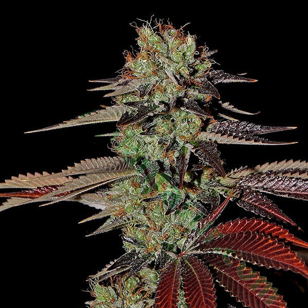 Auto Kings Kush 3 u. fem. Green House