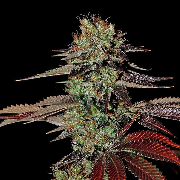Auto Kings Kush 10 pz. fem. Green House