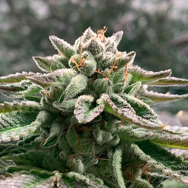 Auto Klementine 5 e fem R-Kiem Seeds
