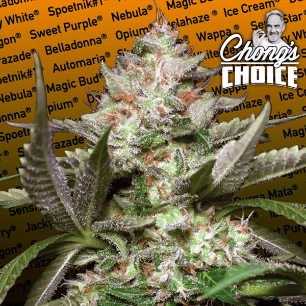 Auto Kong 4 - 5 u. fem. Paradise Seeds
