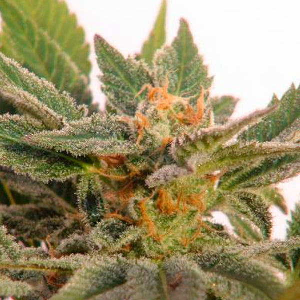 Auto Kritic 1 u. fem. Kannabia Seeds
