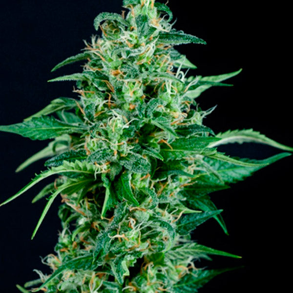 Auto Kryptonite 3 u. fem. Pyramid Seeds
