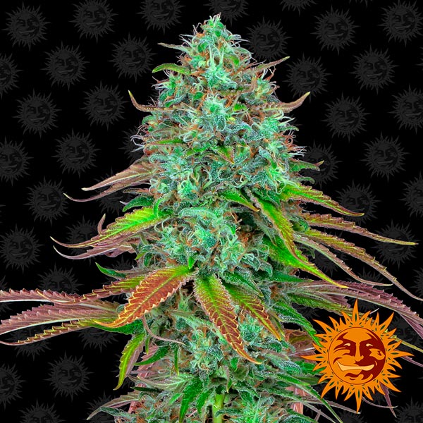 Auto LSD 3 u. fem. Barney's