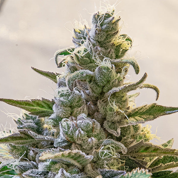 Auto Lemon Cake 3 ud High Speed Buds