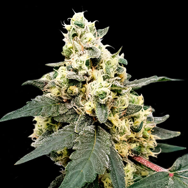 Auto Lemonade 10 pcs. fem. Paradise Seeds