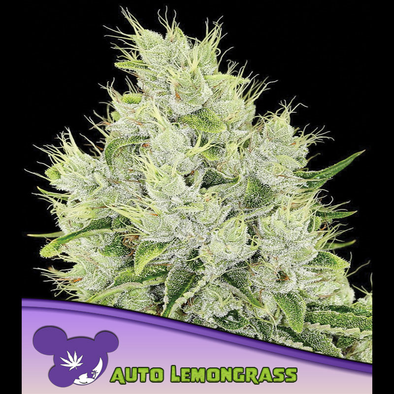 Auto Lemongrass 5 u. fem Anesia