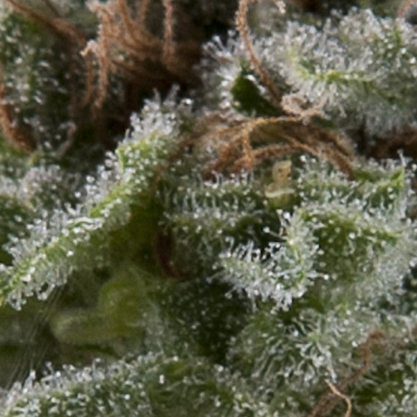Auto Lennon 3 u. fem. Pyramid Seeds