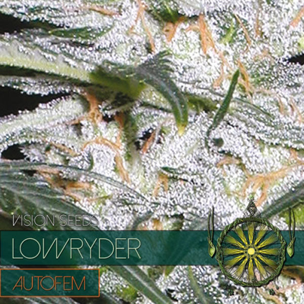 Auto Lowryder 3+1 pc. fem. Vision Seeds