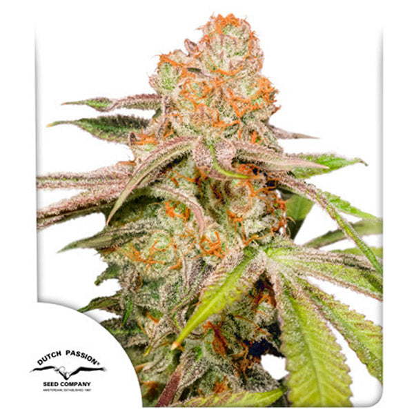 Auto Mac #1 - 3 u. fem. Dutch Passion