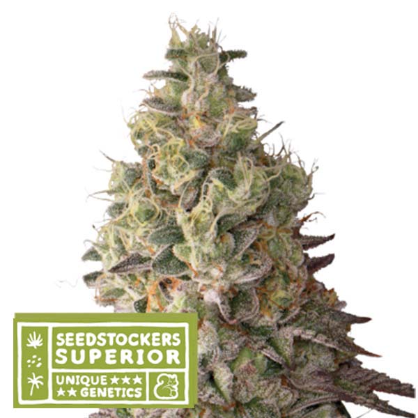 Auto Mack & Crack fem. 5 pc. Seedstockers Superior