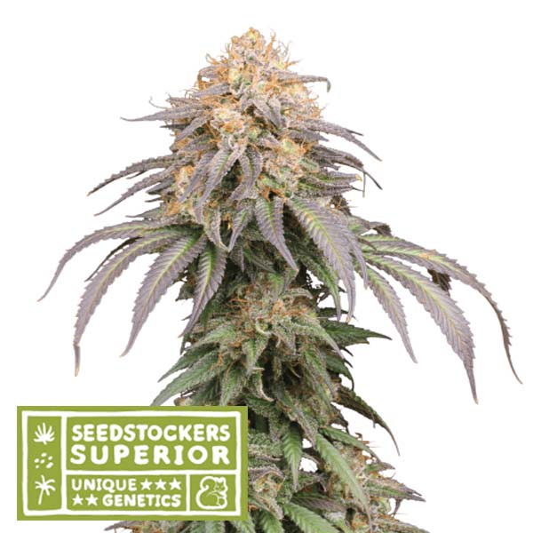 Auto Mandarin Panties fem. 5 u. Seedstockers Superior