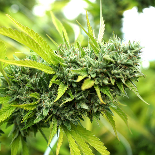 Auto Mango Og 3 ud Humboldt Seed Organization