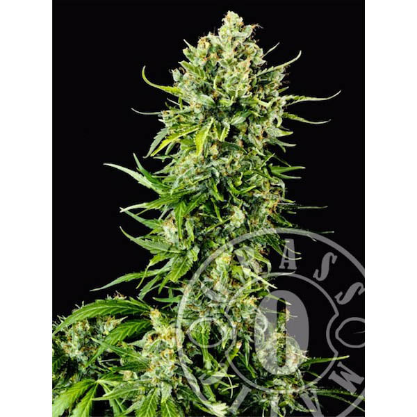 Auto Mass 5 fem. units Grassomatic
