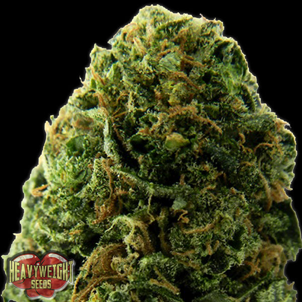 Auto Massive Midget 10 pcs. fem. Heavyweight Seeds