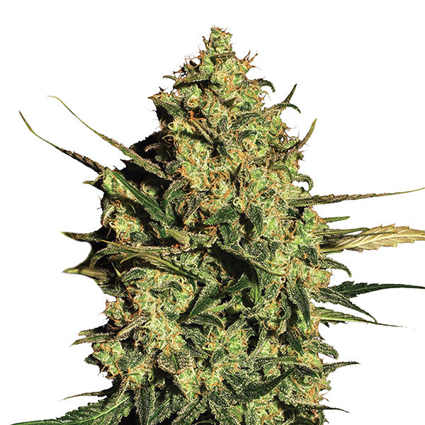 Auto Master Kush 5 u. fem. Nirvana