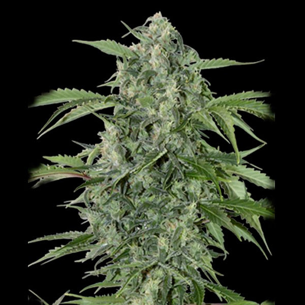 Auto Maxi Haze 5 pc. fem. Grassomatic