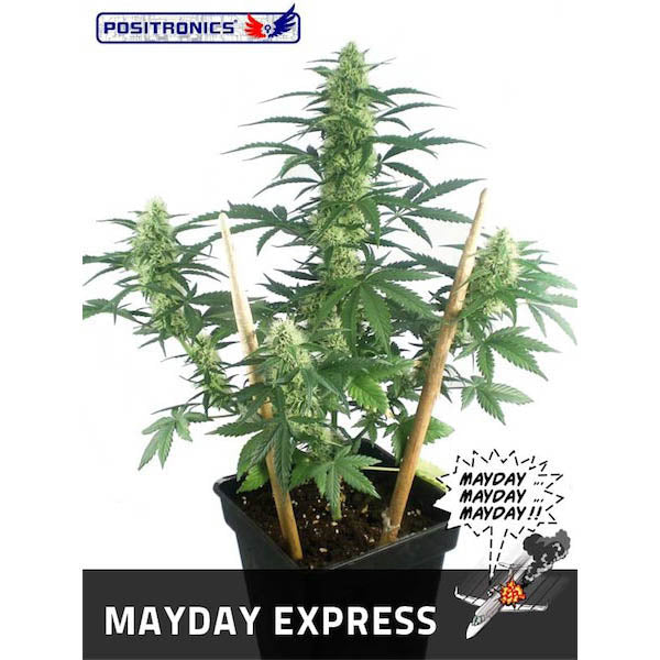 Auto Mayday Express 5 u. fem. Positronics Seeds