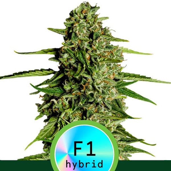 Auto Medusa F1 - 5 u. fem. Royal Queen