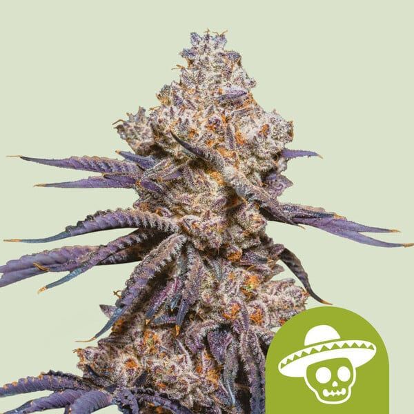 Auto Mexican Rush 1 u. fem. Royal Queen