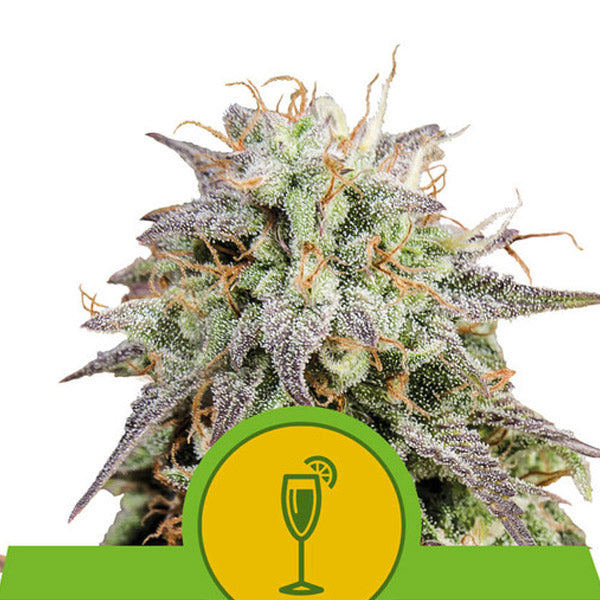 Auto Mimosa 1 u. fem. Royal Queen